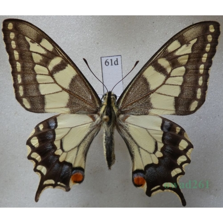 Papilio machaon Linnaeus, 1758 Paź królowej ex. ovo, Czech 53mm61d